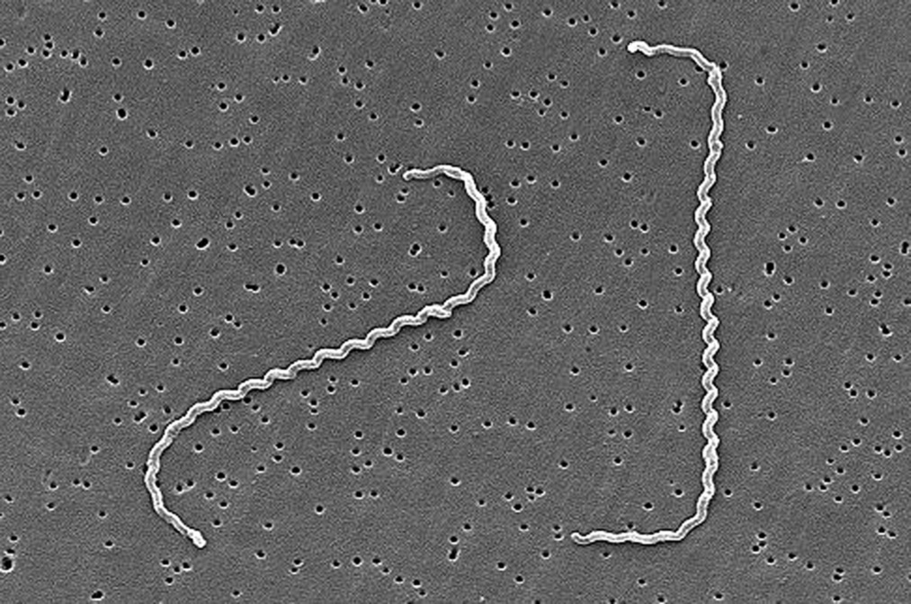 leptospira