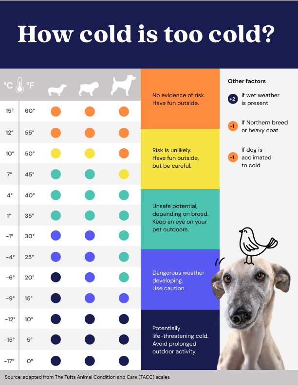 Heat Effects on Pets